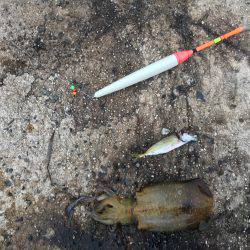 エギングのちウキ釣り